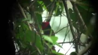 Crested Malimbe