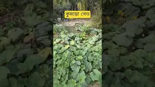 Kumro khet //Villege story #villagelife #food #countrylife #pumpkin #plants