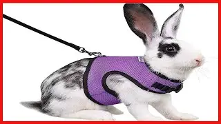 Quality product -  Niteangel Adjustable Soft Harness with Elastic Leash for Rabbits (M, Purple)
