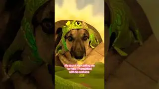 Woke up! Feed me human😂🐾 German shepherd #shortsfeed #germanshepherd #fyp #comedyvideos