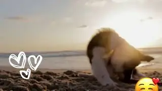 Top Video Editor & Maker - Add animated text and stickers to your videos - Amazing!