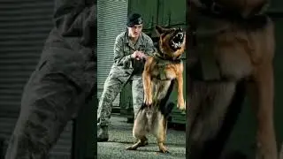Indian army ⚔️ NSG black dog ⚔️commando 🔥#short video 🔥