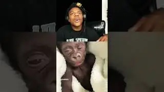 @IShowSpeed reacting to the baby monkey 😂