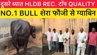 दूसरे ब्यात HLDB REC. टॉप QUALITY मुर्रा | NO.1 BULL शेरा फौजी से ग्याबिन || 9728653000 ||