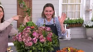 Roberta's 3-Piece Native Butterfly Asclepias Live Plants on QVC