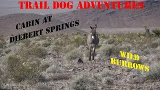 Diebert Springs Cabin & Wild Burros- Spring Mountains, NV