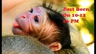 OMG! 2 Min After Born New Baby Monkey | Finally Scharlet Give Birth New baby