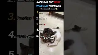 ( Don't ever miss #2) Ranking the best WWE cat moments