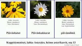 Koppisiemeniset, lahko Asterales, heimo asterikasvit, osa 13 raoulia alba australis americanus