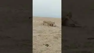 🦁 The Chase is On &ndash; Lions Hunt Wildebeest During the Great Migration! 🌾