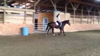 OTTB Jumper Prospect For Sale