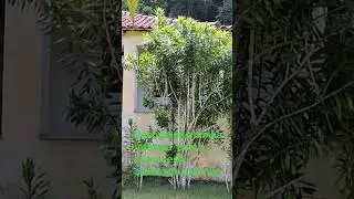 O Caipira da V&aacute;rzea Itamar Batista de Souza aos 75 anos.