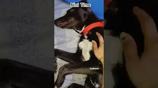 Nini Time #dogsleeping #doglover #pet #puppy #purelove #emotions #bonding #care #relation #dog