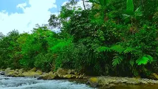 Beautiful Nature Sounds ASMR; Birds Chirping and a Babbling Stream