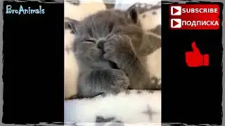 Милые Котики и Котята Sweet Cats and Kittens 