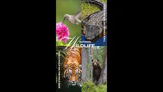 Happy National Wildlife Day!
