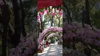 park near botanical garden mid level. hkng