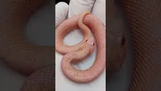 Pink arctic sunburst anaconda #hognose