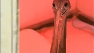 Brown Pelican joins flock of rare birds at rescue centre