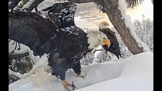 FOBBV CAM. Shadow has flown to replace Jackie. 🦅7.02.2024
