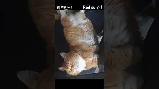 최면에 걸린 고양이~@ Hypnotized cat~@ #munchkin #먼치킨고양이 #최면 #hypnosis