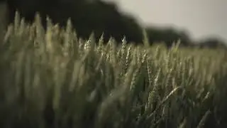 The Harvest - Curtis Hutson (Soul Winning Motivation)