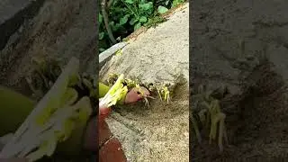 Kinoki mushroom harvesting process #shorts #mushrooms #harvesting