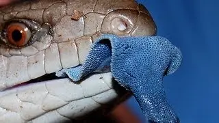 WILLIAM COOPER'S SUSPICIOUS REPTILIAN TONGUE ANOMALY - LECTURE @ MICHIGAN 1996 -