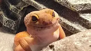 Milo gets sand in her home. 