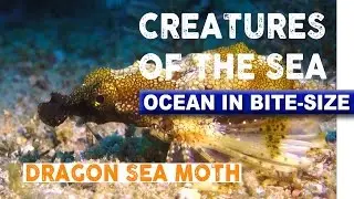 Creatures of the Sea - Dragon Sea Moth