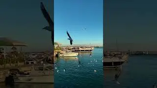 Чем занимаешься? #life #sea #travel #turkey #мерсин #море #путешествия #тревел #турция #эрдемли
