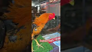 Best Fighting Cock #animals #shorts #fightingcock #chicken