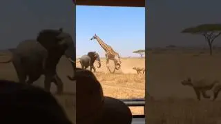 Elephant Saves Giraffe From Lion Safari Tour Can&rsquo;t Believe It #safaritour #lionvselephant
