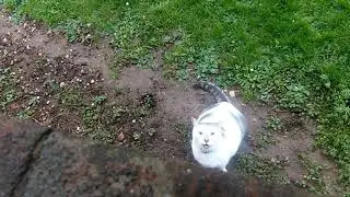 Lonely cat reappears at my window