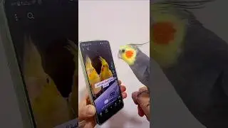 Cockatiel Sings Pink Panther Theme | Fun and Entertaining Parrot Moments