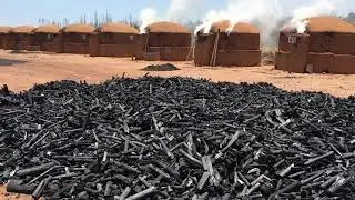 Saiba qual o substrato ideal para o cultivo de Morangos.