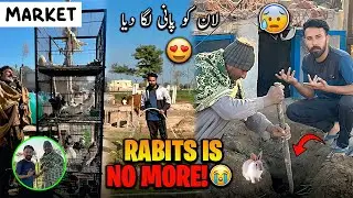 Rabits is No More😣😢😭Gulaab Ki Qalamy ly ayeلان کو پانی لگا دیا آج 