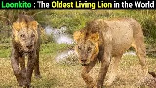 Знакомьтесь с 19-летним львом Лункито | Самый старый дикий лев в мире