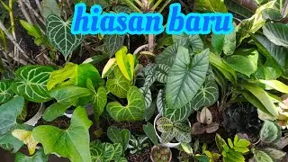 tanaman hasil buruan hari ini siap dikepoin lagi👉