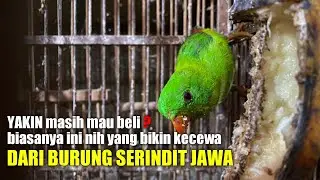 Penting‼️bagi yang mau beli burung serindit wajib tau hal ini,agar tak salah beli‼️