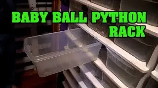 Setting up baby ball python rack, reptile house baby room!
