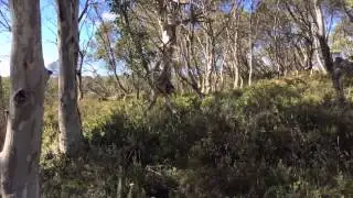 Three Mile Dam - Bush Timelapse