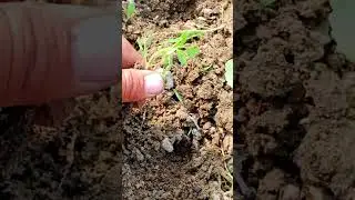 Rapid collection#wild tomatoes#shorts #youtubeshorts