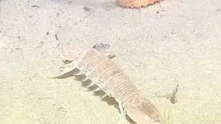 Deep Sea Fishing Adventure &ndash; Catching Exotic Ocean Creatures! 🌊🎣
