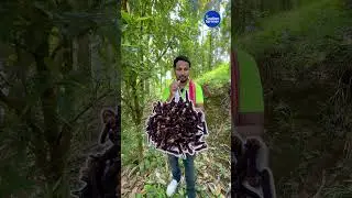 क्या आपने कभी लौंग का पेड़ देखा है ?🤔😱👌Clove Farming in india #indianfarmer #shorts