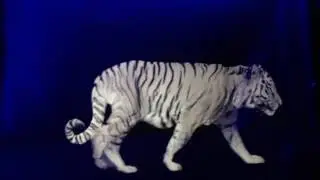 Holographic 3 D  tiger - Hologram Kaplan