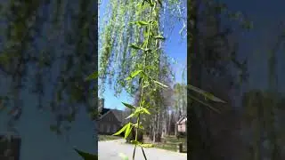 Willow tree leaves and catkins