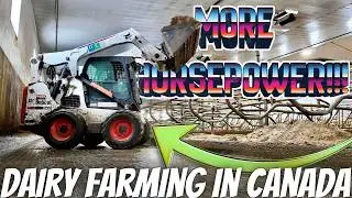 Trying Out A Bigger Skid Steer In The Free Stall Barn!