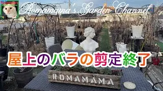 【バラの冬剪定】屋上のバラの剪定が終わりました　#ばら栽培　#冬剪定