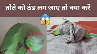 तोते को ठंड लग जाए तो क्या करें || Parrot Care In Winter
